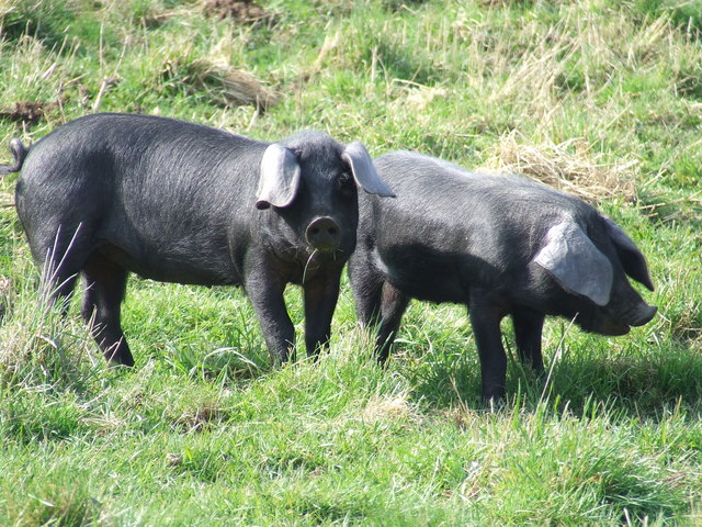 Lợn Cornwall
