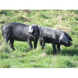 Lợn Cornwall