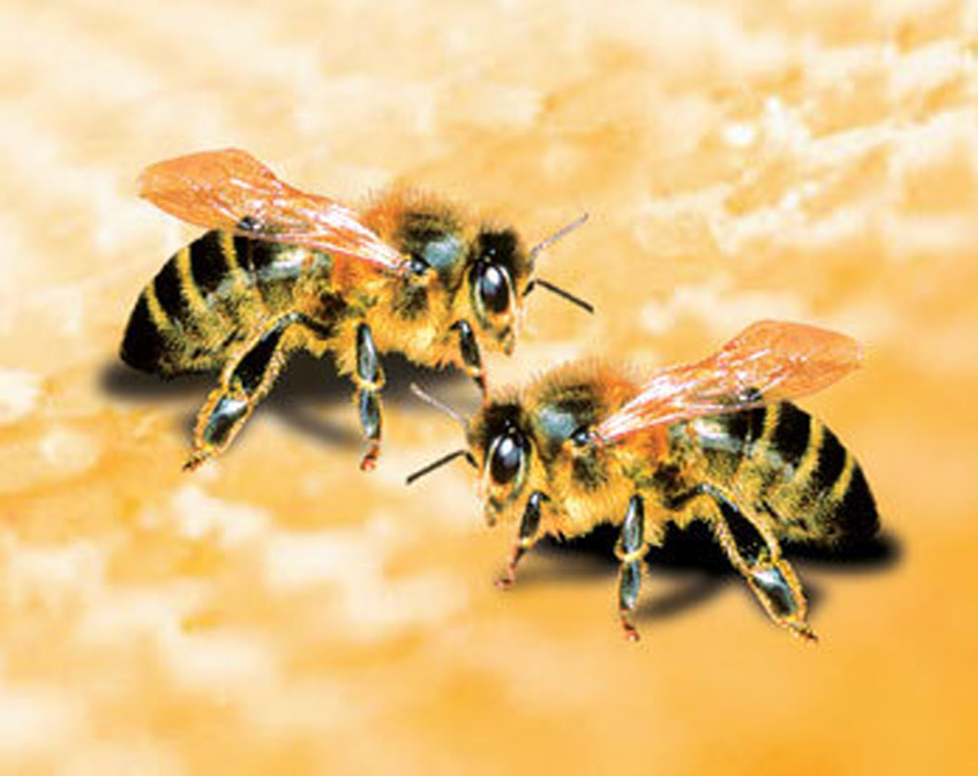 Ong mật Hàn Quốc
