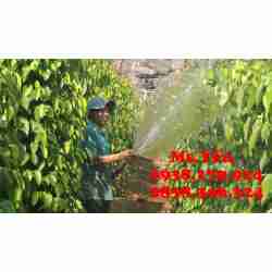 Siêu Phong chuyên cung cấp máy bơm nước tưới vườn chính hãng