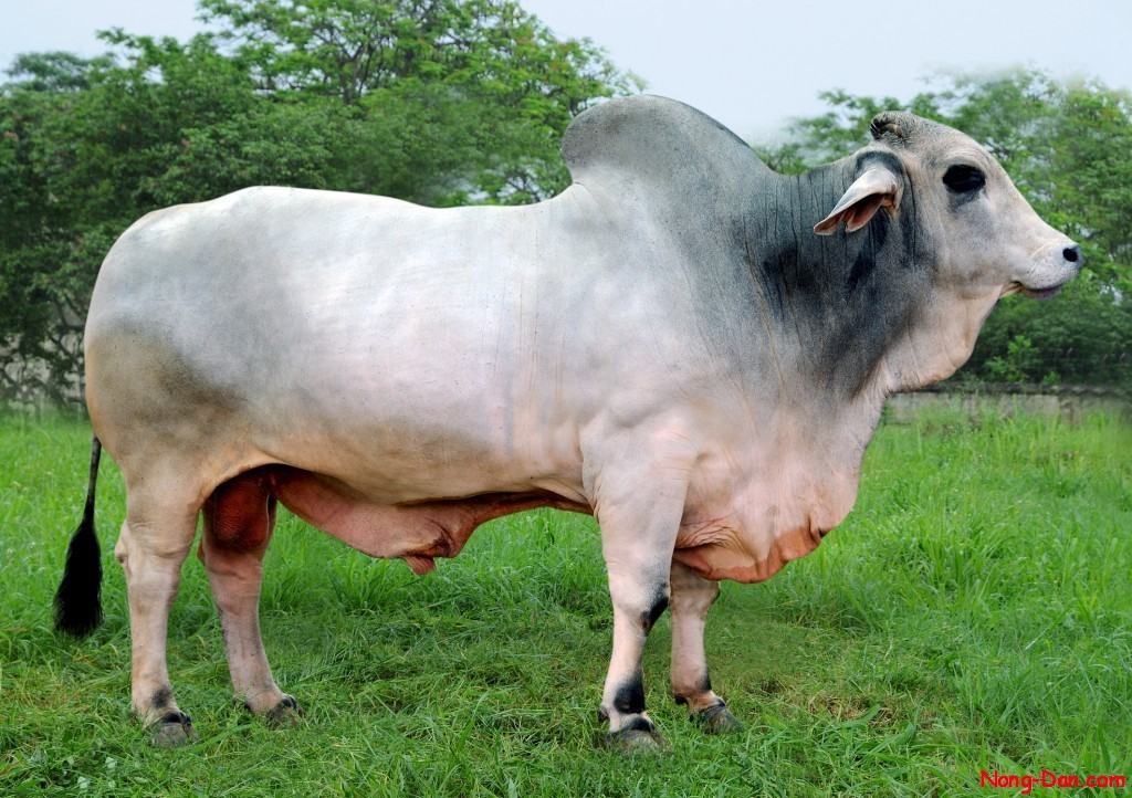 Bò Brahman trắng